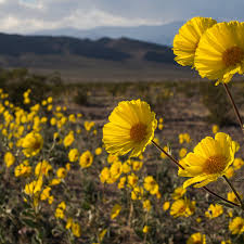 We did not find results for: Rare Superbloom Blankets Death Valley In Millions Of Yellow Wildflowers Wild Flowers The Guardian