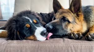Jack frost big boulder snow tubing. What True Love Looks Like Between A German Shepherd Puppy And A Bernese Mountain Dog Puppy Youtube