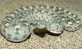 Saw Scaled Viper Snake Viper Snake Poisonous Snakes Snake