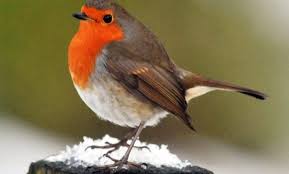Birds That Start With R 15 Intriguing Animals That Start With The Letter R Robin Bird Animals Beautiful Birds