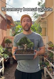 Image result for rosemary bonsai