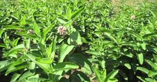 Pin On Milkweed