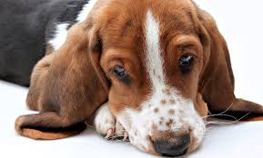Jordan kocen and his associates provide a full range of integrative vet care services, including: Holistic Pet Care Animal Healing Solutions Groupon
