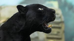 Black Panther 4 Black Jaguar Black Panther Black Jaguar Animal