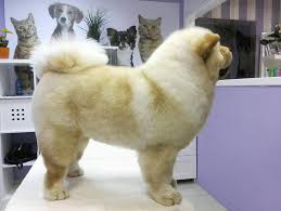In most cases, pampered paws mobile grooming, on average lasts one hour. Pets Grooming Abu Dhabi Trusted Expert Pet Groomers