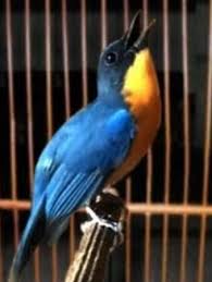 Decu sering disebut sebagai burung kacer hitam mini, memang sih burung ini masih berkerabat dekat walaupun ukuran tubuh burung. Inilah 3 Jenis Burung Tledekan Terbaik Yang Ada Di Indonesia
