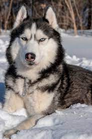 He is what they call red and white, but his color is very light. Husky Dog In Snow Black And White Siberian Husky With Blue Eyes Siberianhusky White Siberian Husky Husky Dogs Siberian Husky