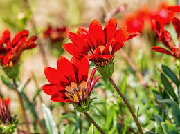 Image result for Gazania krebsiana