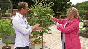In unserem online shop können sie ihr neues gartenhaus günstig bestellen. Klimawandel Diese Drei Baume Vertragen Trockenheit Und Hitze Mdr De