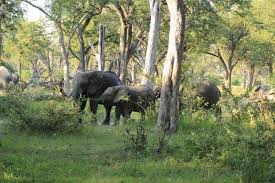 Moremi was designated as a game reserve, and not a national park, since when it was created. Moremi Game Reserve Lodges Karte Bilder Empfehlungen Tipps Madiba De