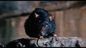 Scream Factory's WILLARD and BEN Blu-rays Honor Social Misfits of all Sizes 