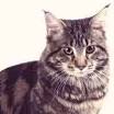 The Most Common Cat Breeds - cat-breed-info