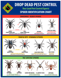 Spiders In Florida Chart Shiny Brown Spider In Central