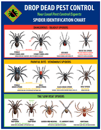 Spiders In Florida Chart Insect And Spider