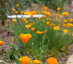 Watch stories, review crime maps, check out nearby restaurants and amenities, and read what locals say about south. South Pasadena Beautiful Home Facebook
