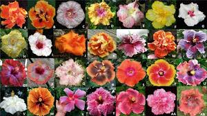 Image result for Hibiscus tridactylites