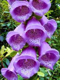 Pin On Lavender Purple Things