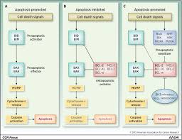 Image result for BCL2 Inhibitor
