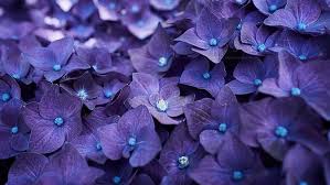 Blue and purple flowers background. Flower Blue Violet Purple Flowers Hydrangea Plant Flowering Plant Hd Wallpaper Wallpaperbetter