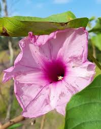 Image result for Ipomoea carnea