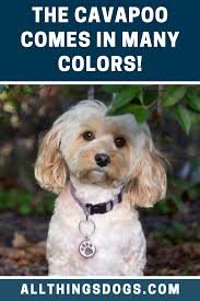 Cavapoo Color Cavapoo Cavapoo Dogs Cavapoo Puppies