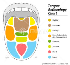 Tongue Diagnosis Chart Reflexology Map Stock Illustration