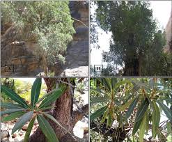 Image result for Breonadia