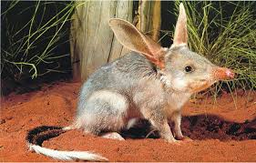 Meet The Endangered Adorable Bilby Endangered Animals Animals Beautiful Animals
