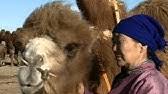 See more of the story of the weeping camel on facebook. The Story Of The Weeping Camel Dovchin Khuur N Norovbanzad Youtube