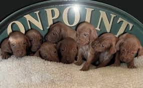 These vizsla puppies located in california come from different cities, including, frazier park. Onpoint Vizsla Puppies Vizsla Puppies Puppies Dog Bowls