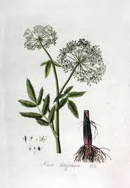 Image result for Sium repandum