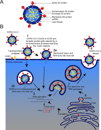 It was first identified in december 2019 in wuhan,. Covid 19 Pathophysiology And Pharmacology What Do We Know And How Did Canadians Respond A Review Of Health Canada Authorized Clinical Vaccine And Drug Trials