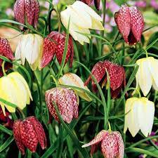 Aceasta planta populeaza cateva arii restranse in maramures, dealurile. DescoperÄƒ Romania Laleaua PestriÅ£Äƒ È™i Lupta Ei Pentru SupravieÈ›uire Editia De Dimineata