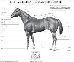 you will love aqha horse color chart quarter horse