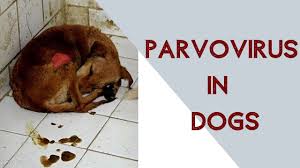 Dogs that are too young to have gotten the parvo vaccine yet are clearly at risk for the disease. Parvo Virus In Dogs Youtube
