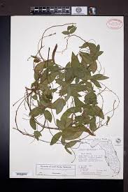 Image result for Galactia striata