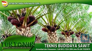 Kelapa sawit (elaeis) adalah tumbuhan industri penting penghasil minyak masak, minyak industri, maupun bahan bakar (biodiesel). Cara Budidaya Kelapa Sawit Yang Harus Dilakukan Petani Sawit