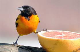 Btw, my daughter lives in wisconsin. Feeding Birds Jelly Fresh Fruit