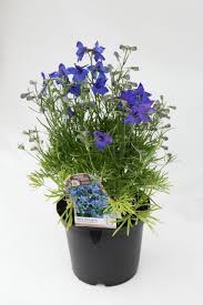 Maybe you would like to learn more about one of these? Delphinium Grandifl Summer Nights Grossblutiger Zwerg Rittersporn Haussermann Stauden Und Geholze