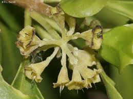 Image result for Pisonia aculeata