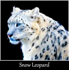 Fractal Snow Leopard Snow Leopard Snow Leopard Habitat Animals