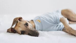 komanda stydno dogzilla