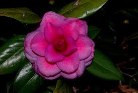 Camellia Japonica Purple Dawn Mathotiana At Beaver Creek Cemetery Beautiful Roses Camellia Flowers
