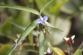 Image result for Commelina subulata