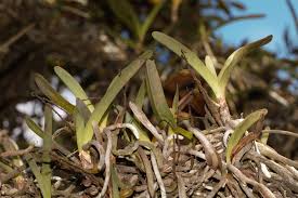 Image result for Cyrtorchis praetermissa