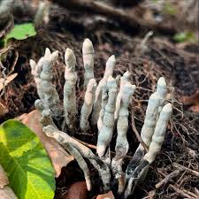 Image result for Xylaria polymorpha