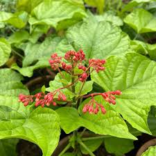 Image result for Clerodendrum pusillum
