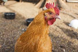 If i clip the chickens' wings, how high can they fly? Keep Your Chickens Cool In The Summer Heat Oak Hill Homestead