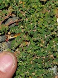 Image result for Euphorbia serpens