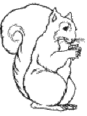 Choose your favorite coloring page and color it in bright colors. Squirrels Coloring Pages
